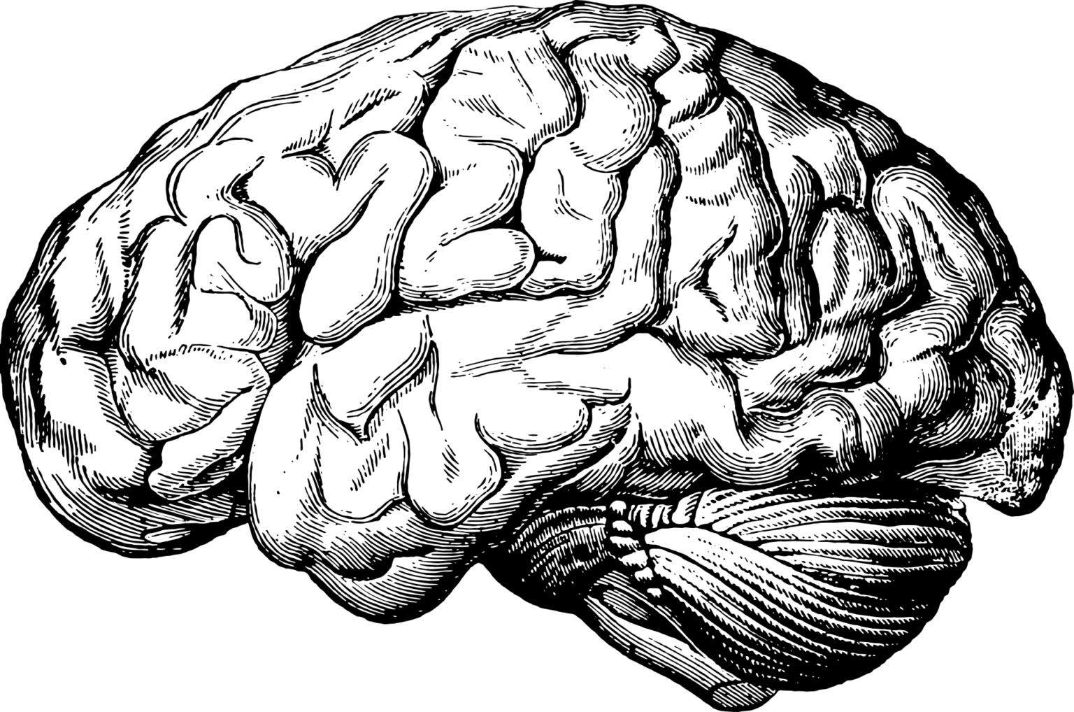 Kolorowanka Anatomia Mózgu - Kolorowanki Do Druku